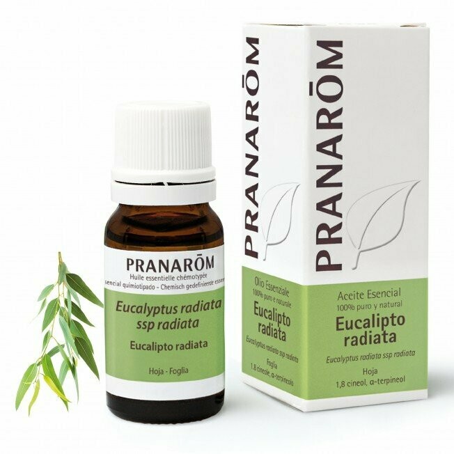 aceite esencial eucalipto radiata 10ml pranarom