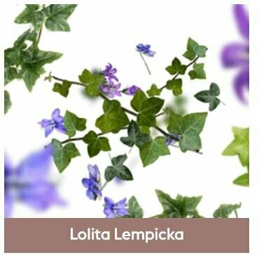 Recharge Lampe Berger - Lolita Lempicka - Maison Berger
