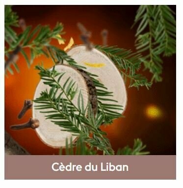Recharge Lampe Cèdre du Liban 500ml
-  Maison Berger