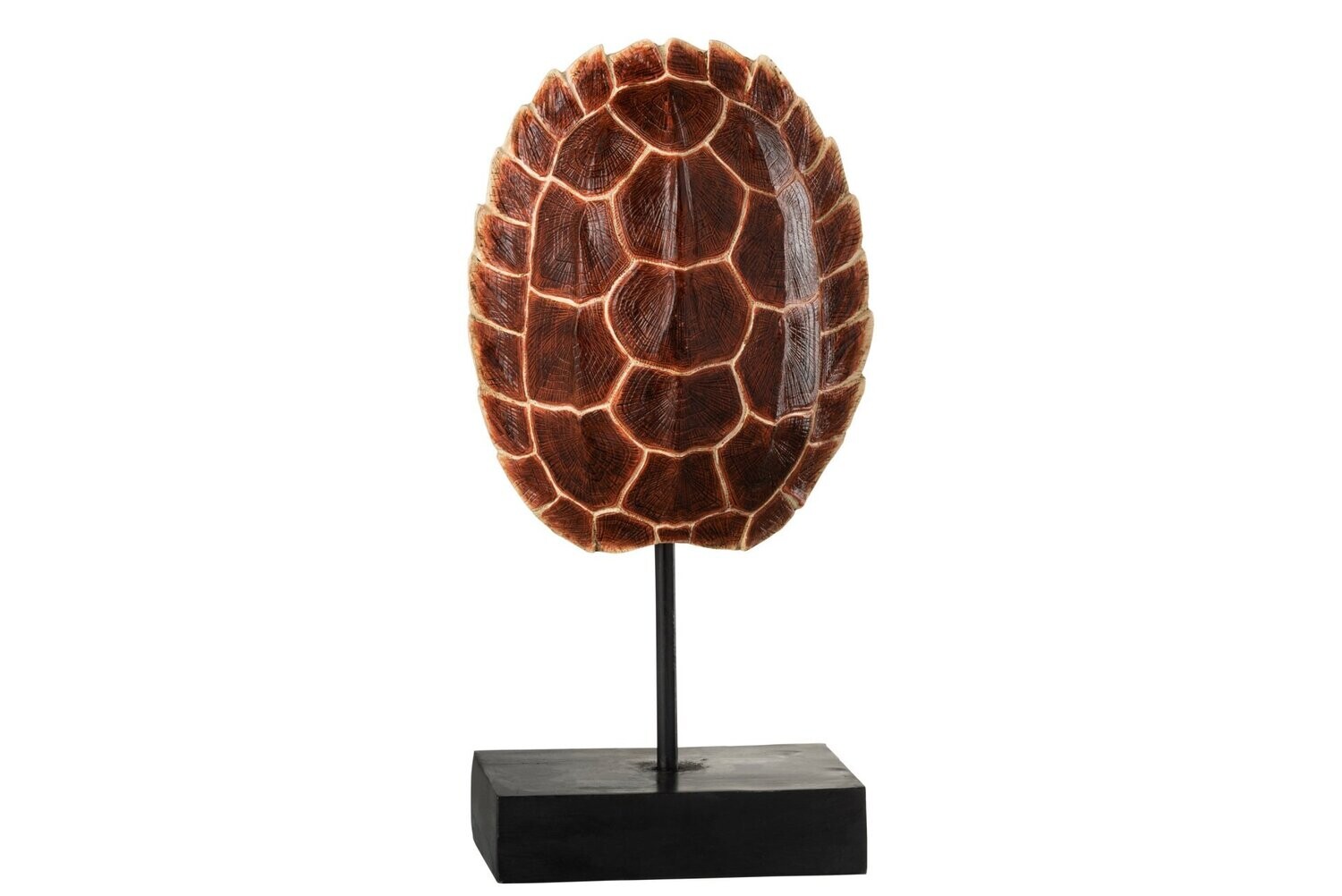 Carapace De Tortue