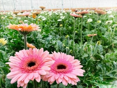 GERBERA (5 Stems) GERBERA (5 Stems)
