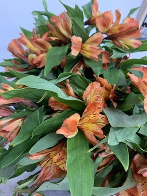 ALSTROEMERIA (10 Stems) ALSTROEMERIA (10 Stems)