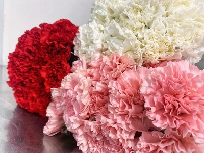 CARNATIONS (100 Stems) CARNATIONS (100 Stems)