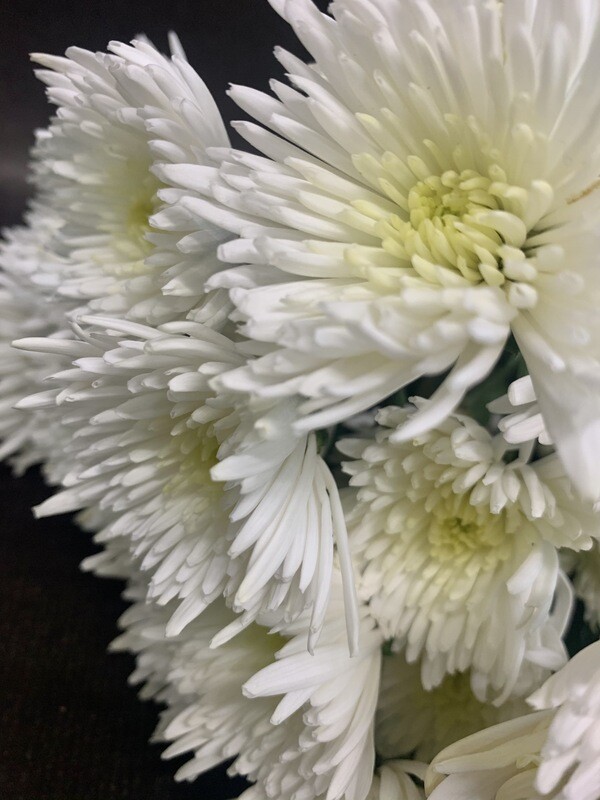 SPIDER MUMS (10 Stems) SPIDER MUMS (10 Stems)