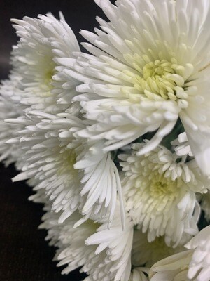 SPIDER MUMS (10 Stems) SPIDER MUMS (10 Stems)