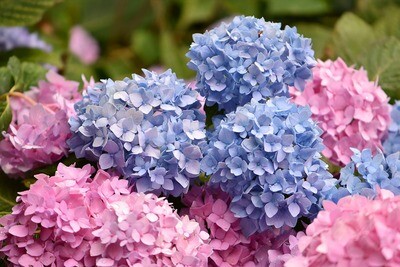 HYDRANGEA (30 Stems) HYDRANGEA (30 Stems)