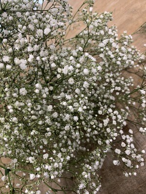 BABY’S BREATH (Bunch) BABY’S BREATH (Bunch)