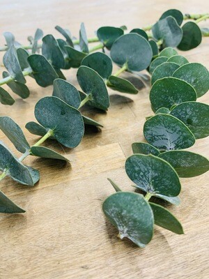 BABY EUCALYPTUS (approx. 15 Stems) BABY EUCALYPTUS (approx. 15 Stems)