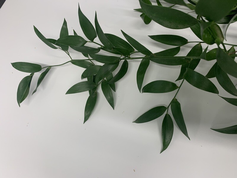 ITALIAN RUSCUS (10 Stems) ITALIAN RUSCUS (10 Stems)