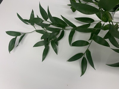 ITALIAN RUSCUS (10 Stems) ITALIAN RUSCUS (10 Stems)