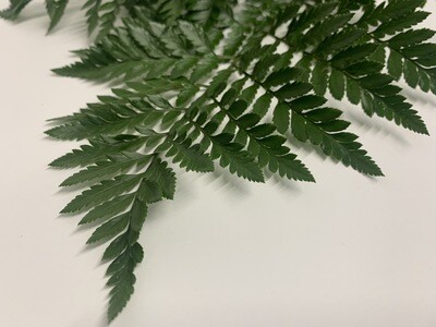 LEATHER FERN (20 Stems) LEATHER FERN (20 Stems)