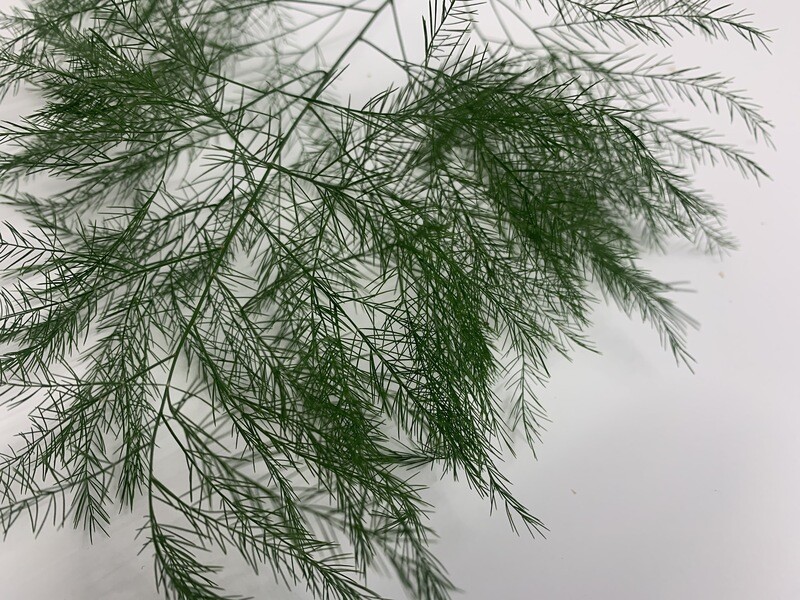 PLUMOSA FERN (20 Stems) PLUMOSA FERN (20 Stems)