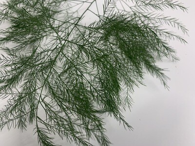 PLUMOSA FERN (20 Stems) PLUMOSA FERN (20 Stems)