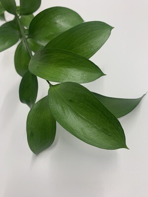 ISRAELI RUSCUS (10 Stems) ISRAELI RUSCUS (10 Stems)