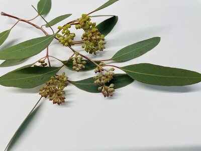 SEEDED EUCALYPTUS (Bunch) SEEDED EUCALYPTUS (Bunch)