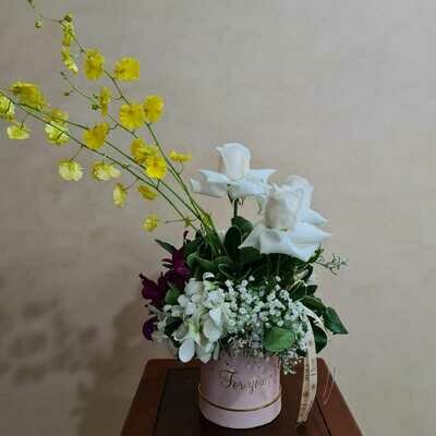 Oncidium