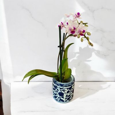Orquídea Mini 