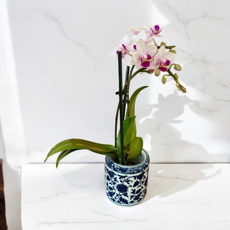 Orquídea Mini 