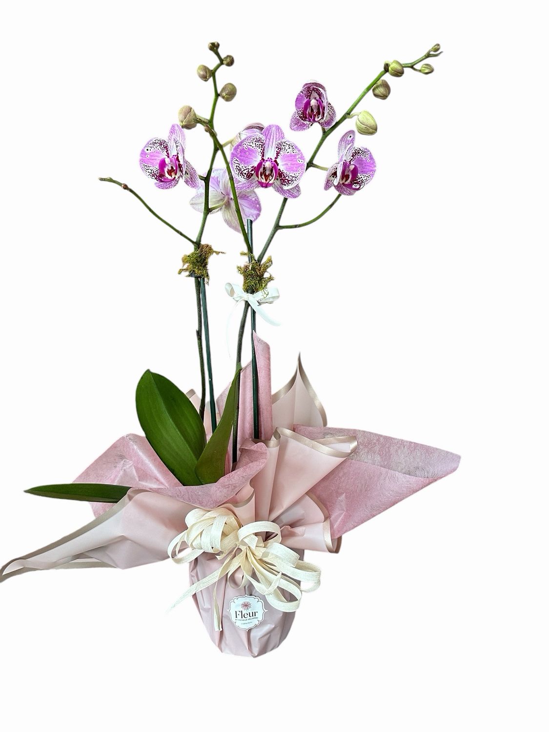 Orquídea Médium 