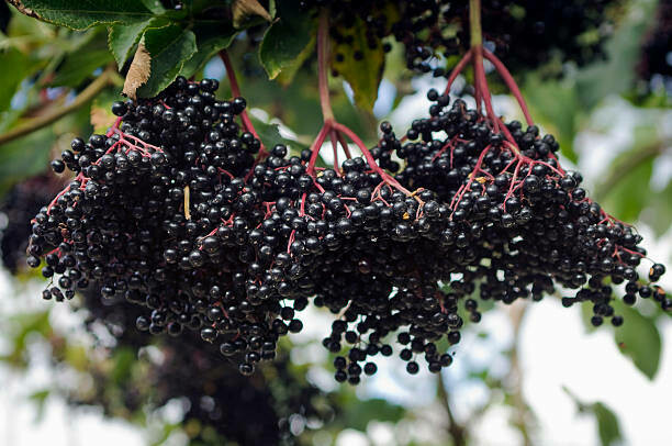 ​Elderberry Elixir