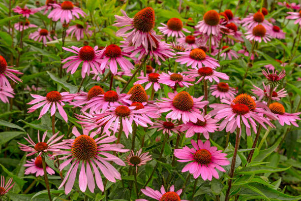 Echinacea Goldenseal