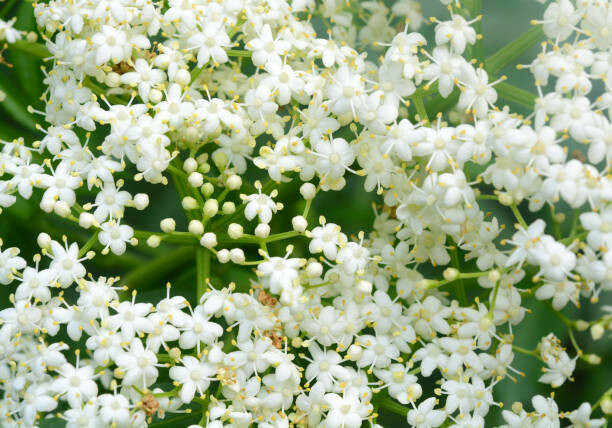 Allergy Relief