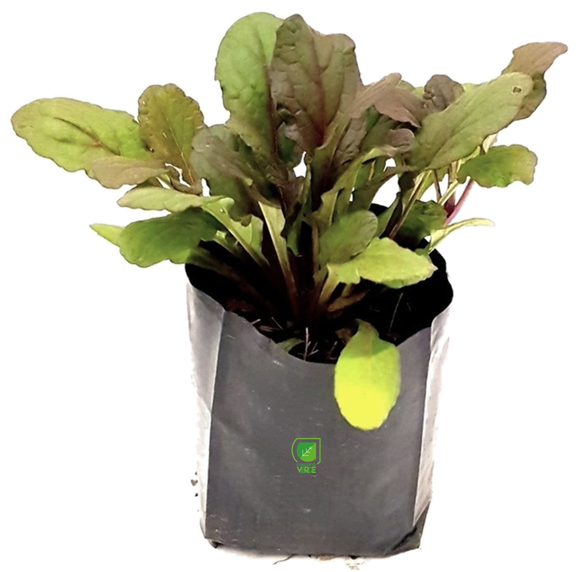 Ayube, Color: Verde