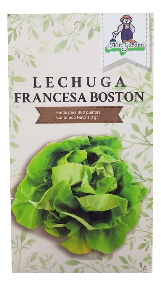 Semilla Lechuga Francesa Bostón