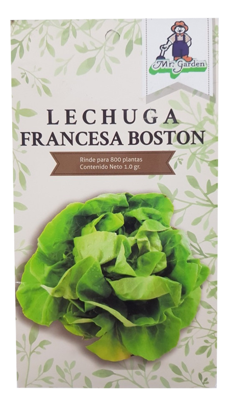 Semilla Lechuga Francesa Bostón