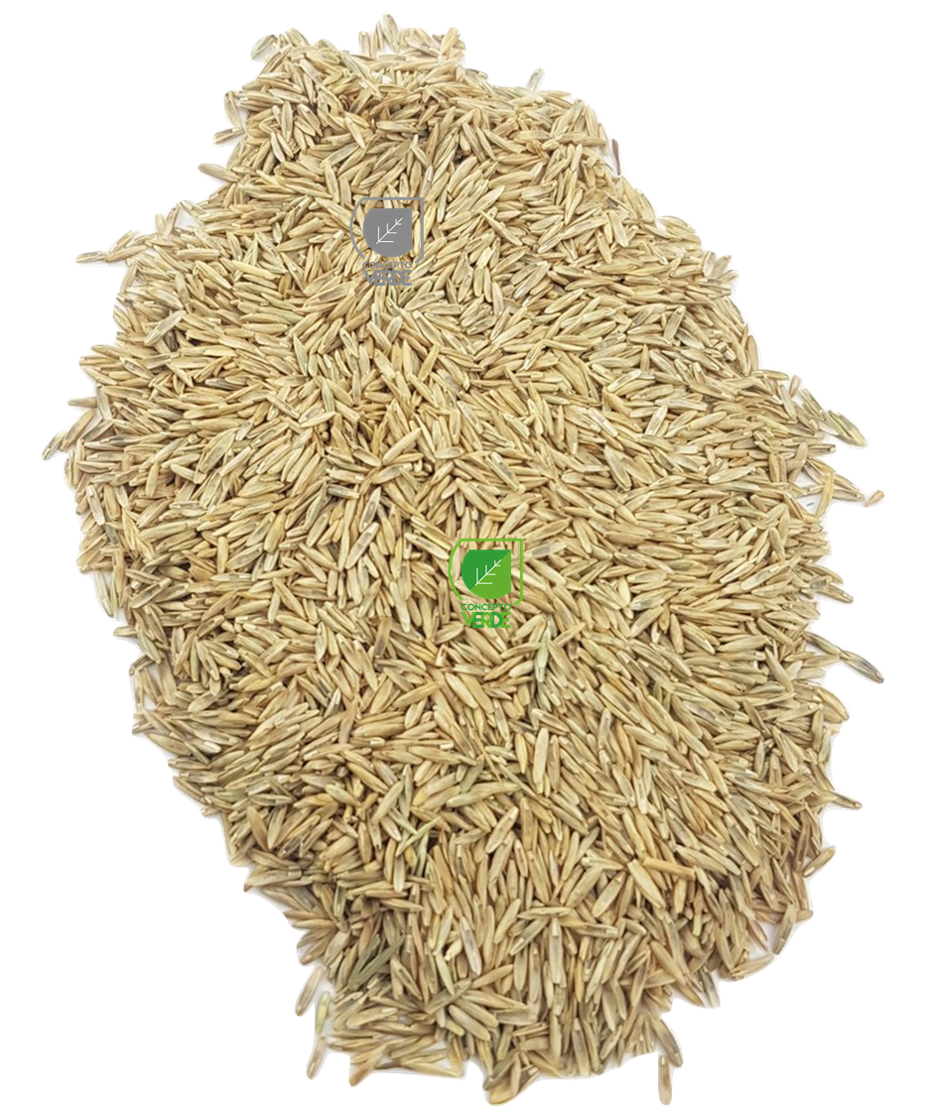 Semilla Pasto Sombra 500g