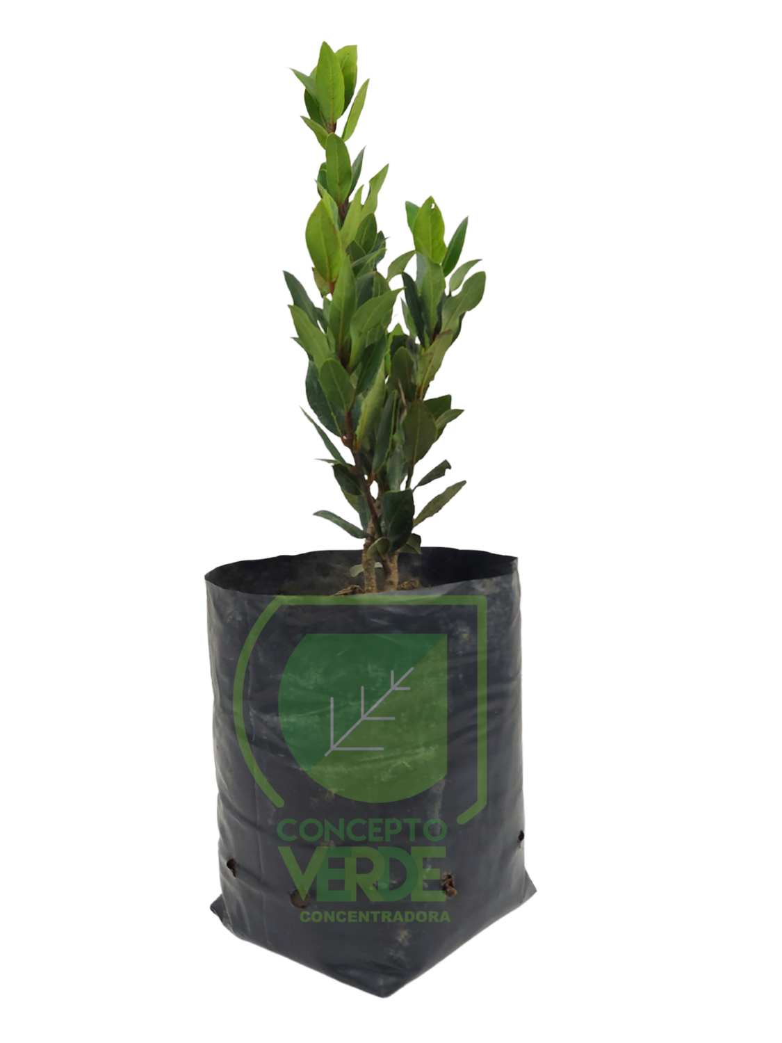 Laurel Europeo