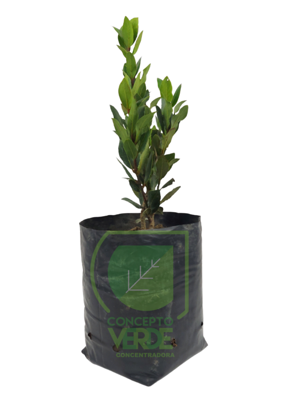 Laurel Europeo
