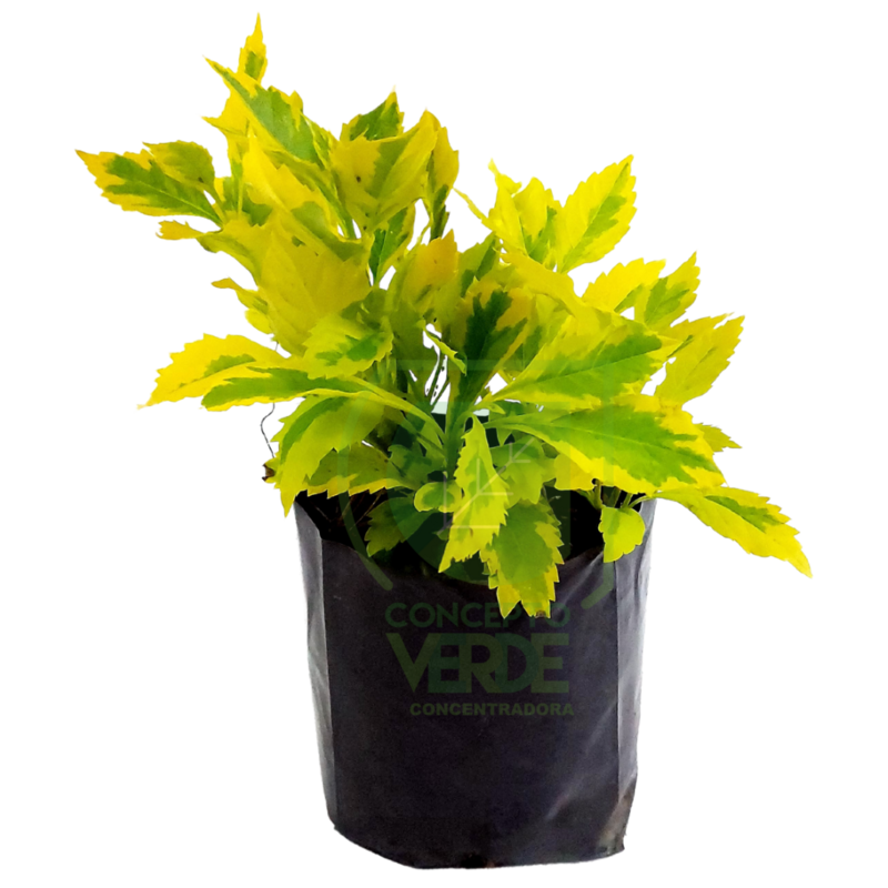 Duranta Gold #1