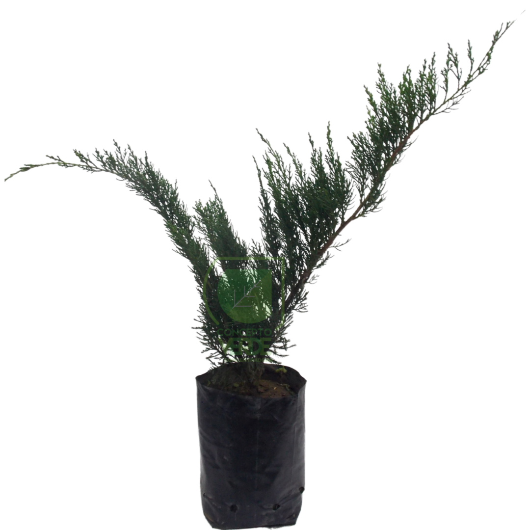 Junipero Verde