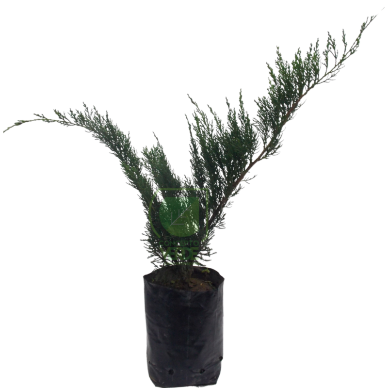 Junipero Verde