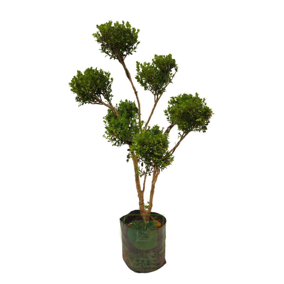 Arrayán Bolitas, Buxus #2