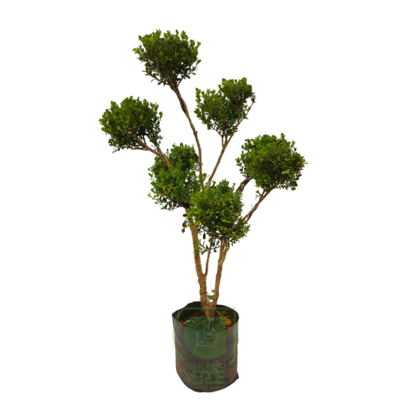 Arrayán Bolitas, Buxus #2