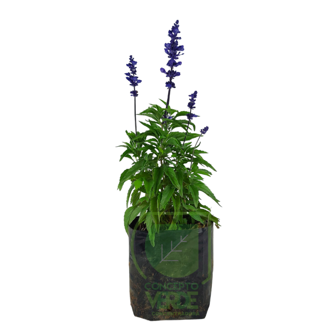 Salvia Azul