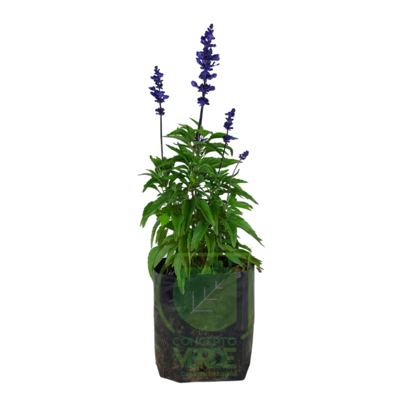 Salvia Azul