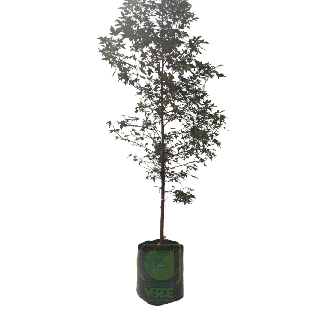 Liquidambar 3m