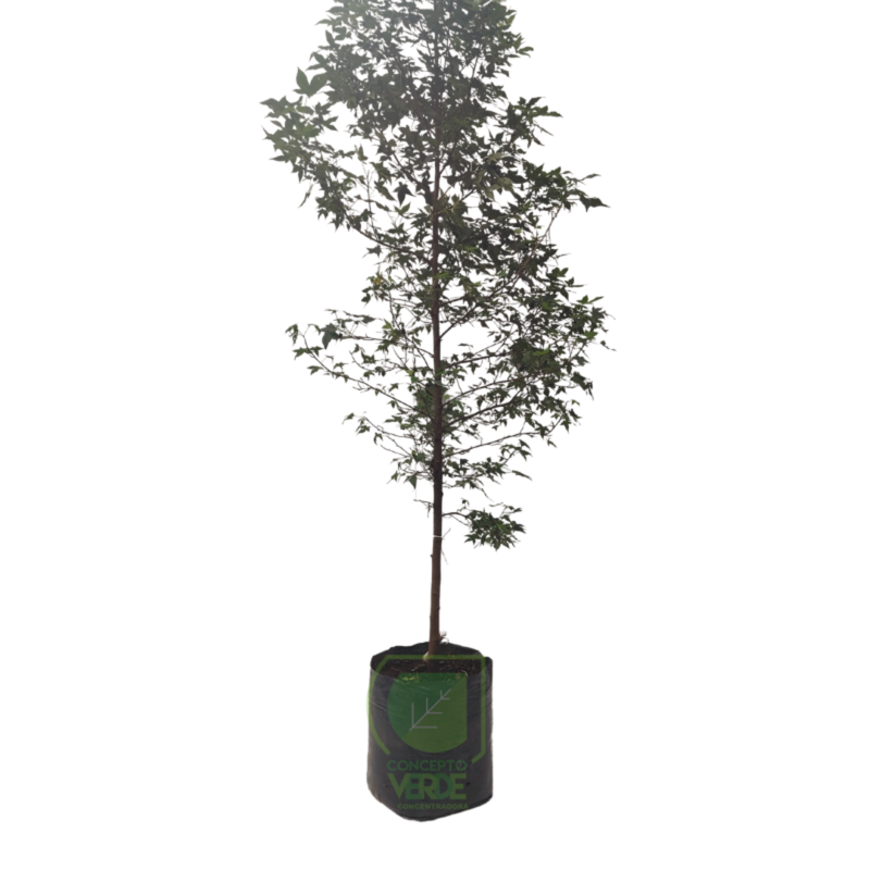 Liquidambar 3m