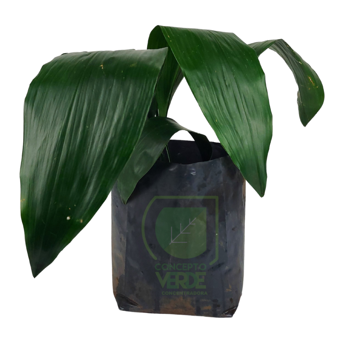 Aspidistra (#1)