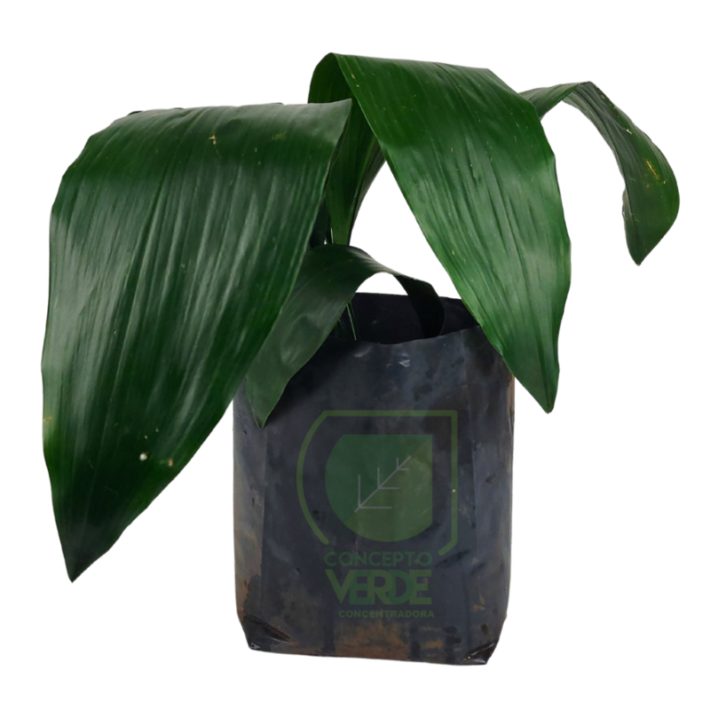 Aspidistra (#1)