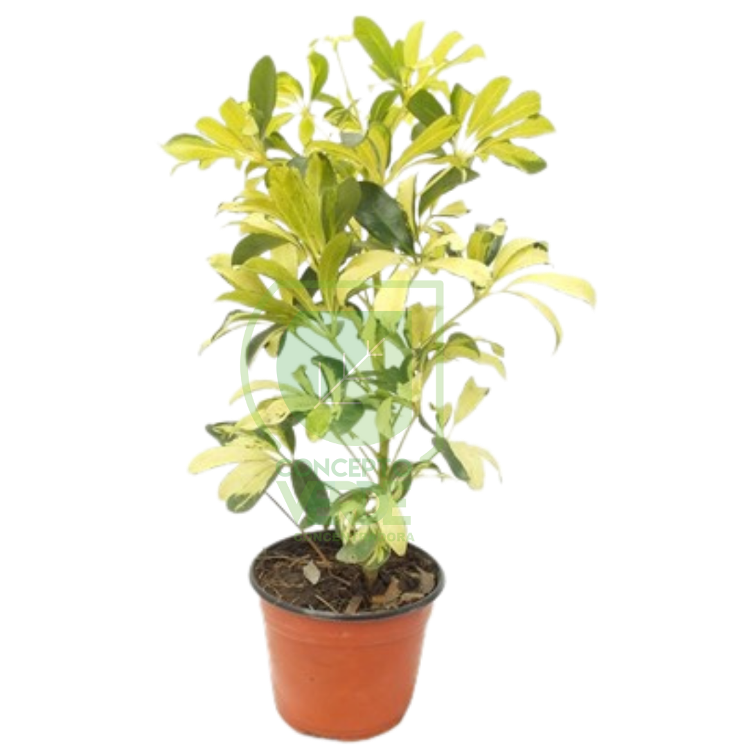 Aralia Pinta #1