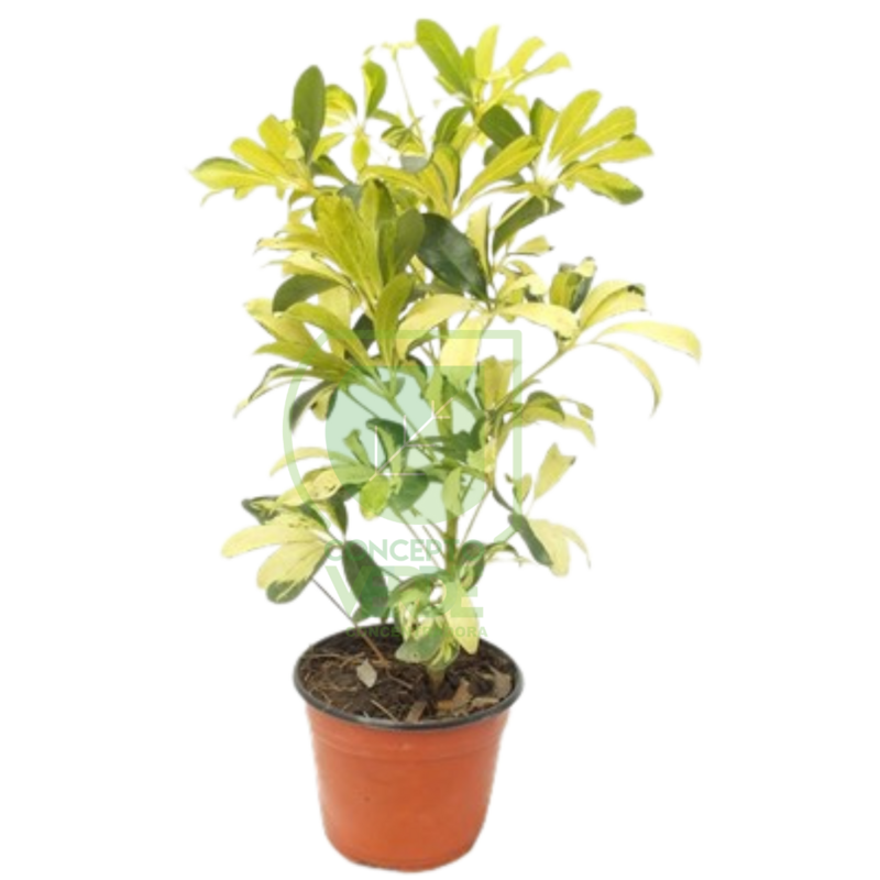 Aralia Pinta #1