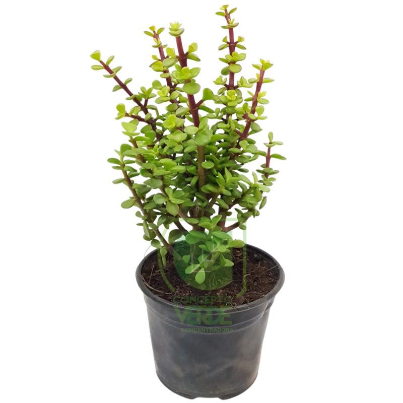 Árbol De La Abundancia #2