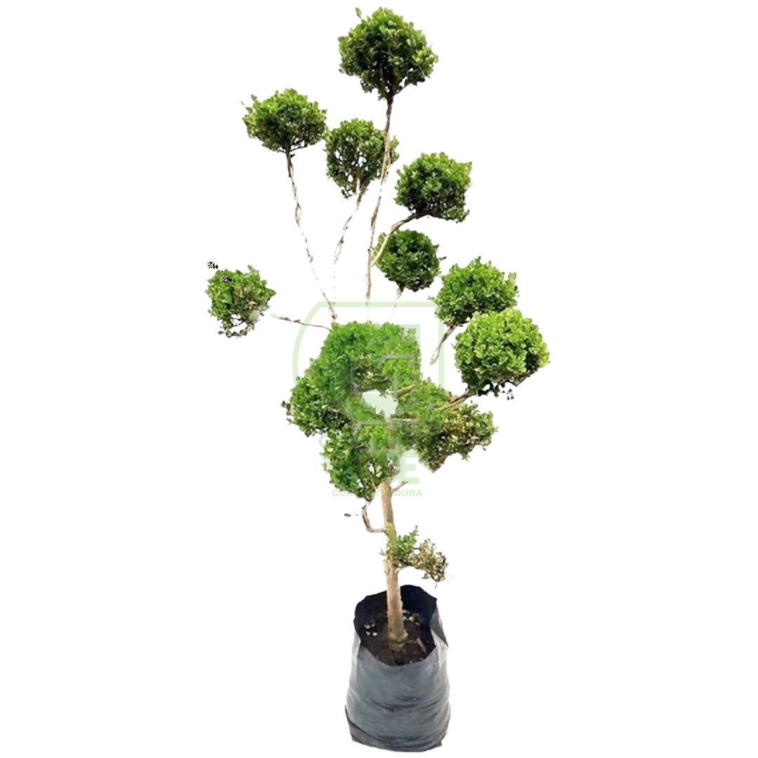 Arrayán Bolitas, Buxus #3