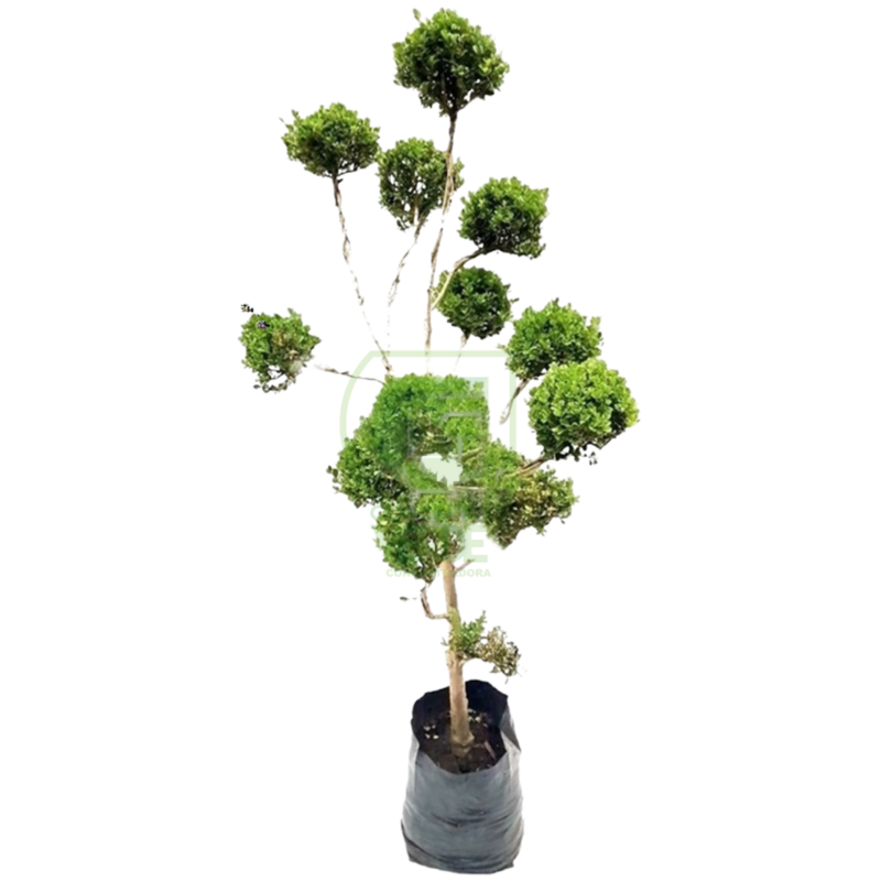 Arrayán Bolitas, Buxus #3
