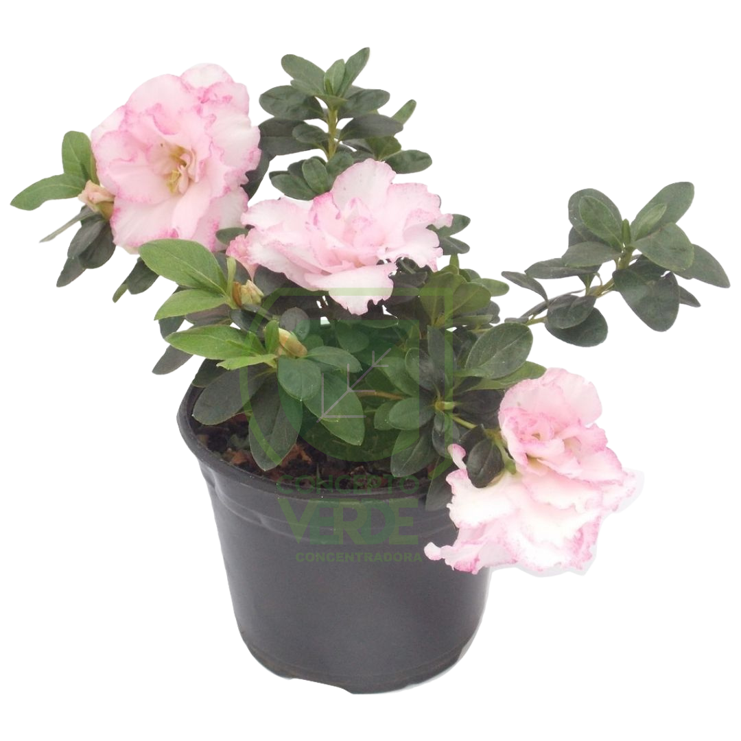 Azalea Holandesa