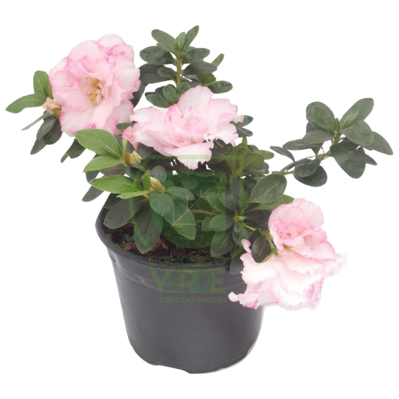 Azalea Holandesa